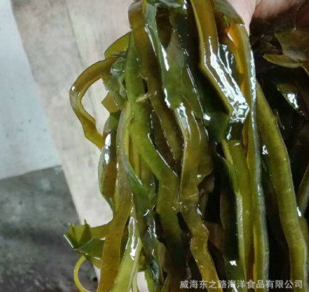 出口俄罗斯淡干厂家批发 加工海藻海鲜水产品即食海带丝图4