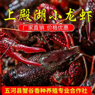 上殿湖小龙虾 厂家直供 价格优惠 质量放心 品种齐全