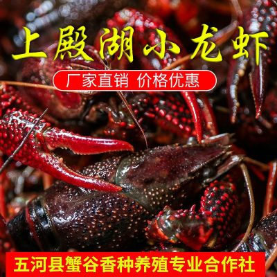 上殿湖小龙虾 厂家直供 价格优惠 质量放心 品种齐全