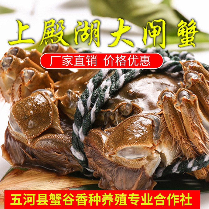 上殿湖大闸蟹 优良好螃蟹 厂家直供 价格更加优惠图1