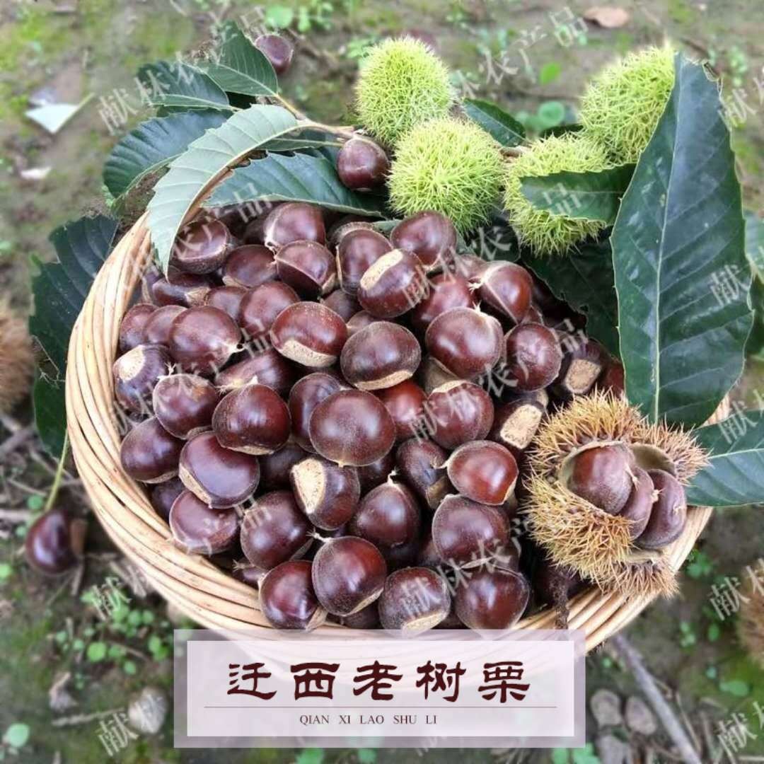 金秋铭栗 迁西板栗批发河北生鲜油栗货源产地供应炒货店专选栗子图2