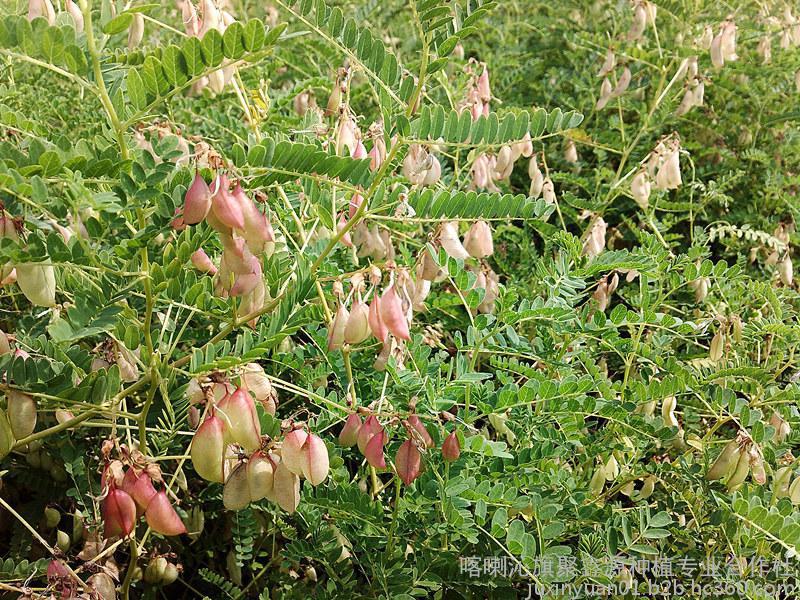 聚鑫源 黄芪专用除草剂市场报价