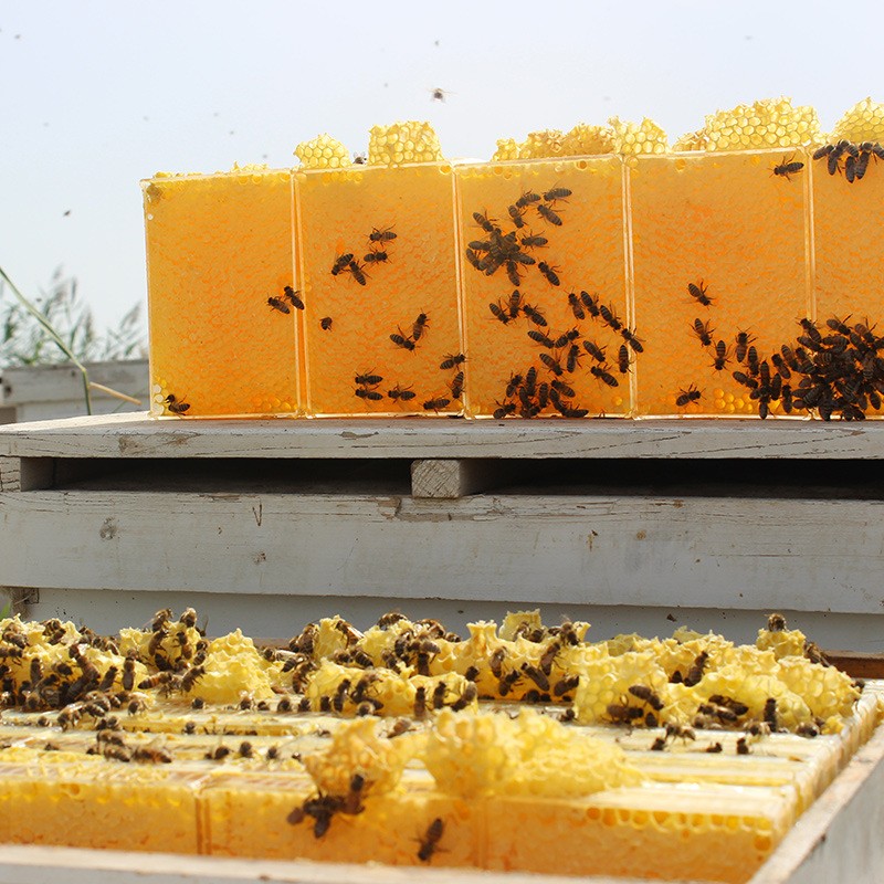 新疆蜂蜜三源黑蜂巢蜜438g封盖蜜 蜂产品厂家批发 蜂窝蜜一件代发图4