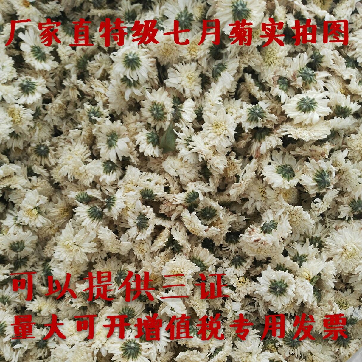 黄山贡菊七月菊批发花草茶安徽下杭白菊花火茶 新花上市厂家直销