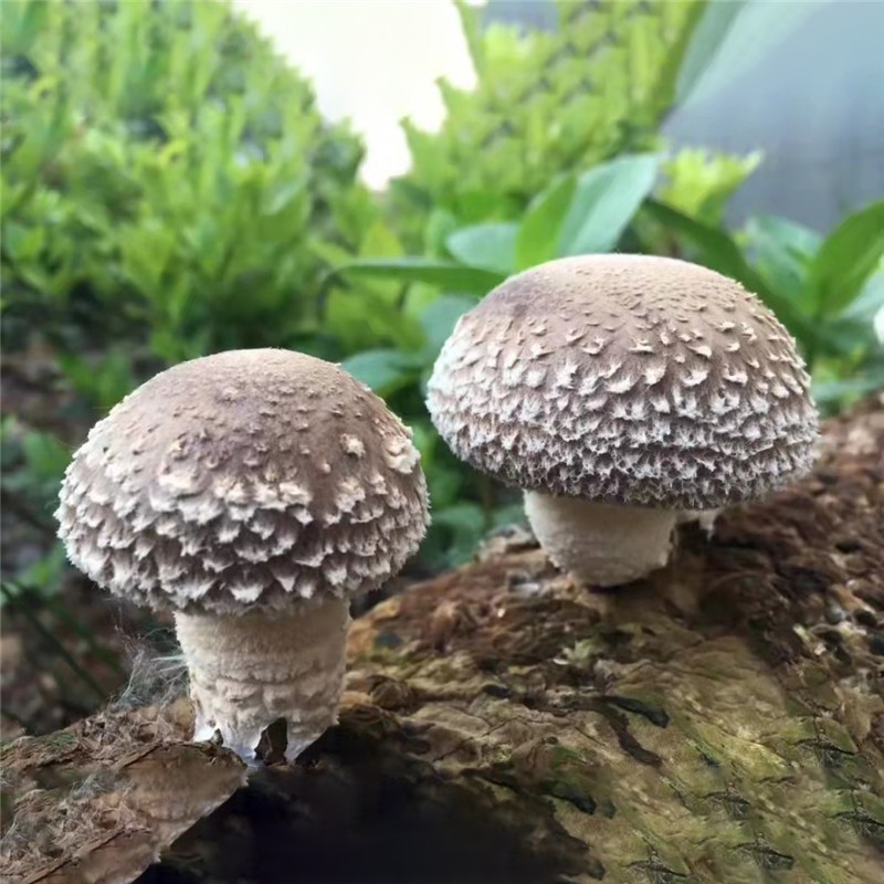 包邮产地批发袋载香菇 富菌食用菌袋栽香菇菌种菌包图2