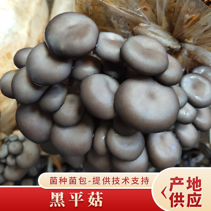 黑平菇种植包菌种菌包家种菌菇食用黑平菇菌菇家庭新鲜菌棒盆栽图1