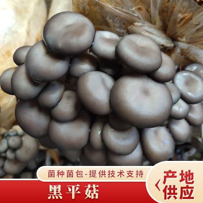 黑平菇种植包菌种菌包家种菌菇食用黑平菇菌菇家庭新鲜菌棒盆栽