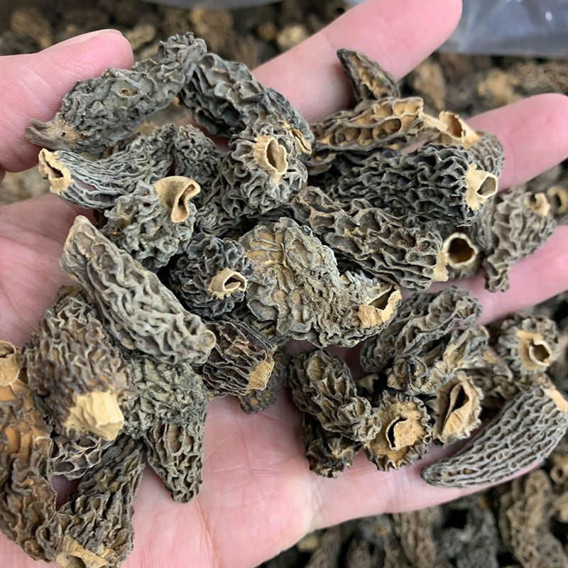 云南楷美ye生羊肚菌菌菇干货2~4cm全剪柄厚肉高原羊肚菌干货图4