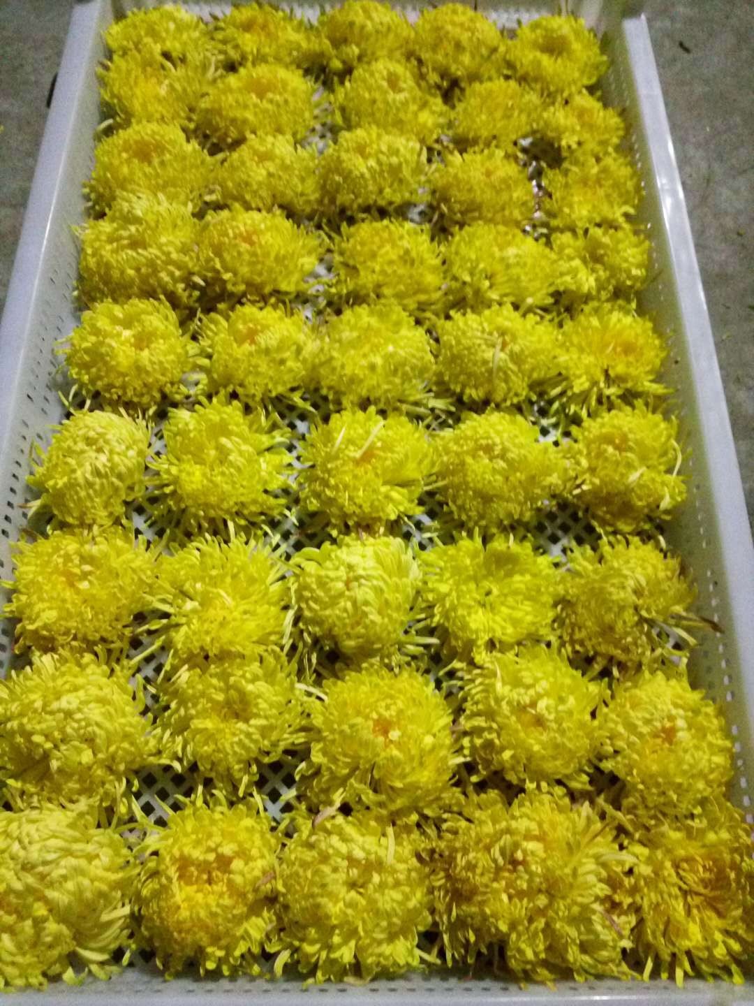 菊花怀黄菊花怀白菊花金丝皇菊花药用菊花图2