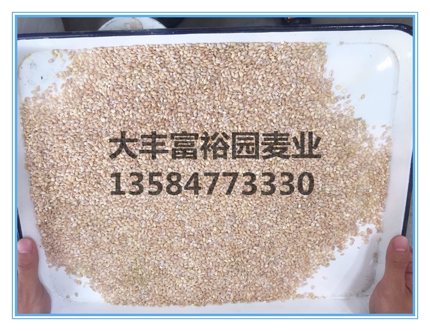 大麦仁粗粮特产大麦米图3