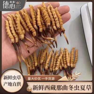 西宁产地直发0.3-1.2克规格 新鲜西藏那曲鲜虫草一手货源批发代理