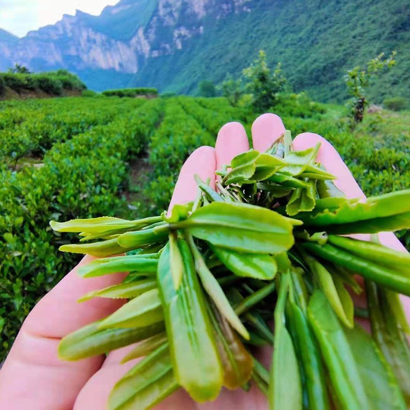 新款蓝焙·恩施玉露香嫩品质一芽一叶茶叶玉露二级散装 现货批发图5