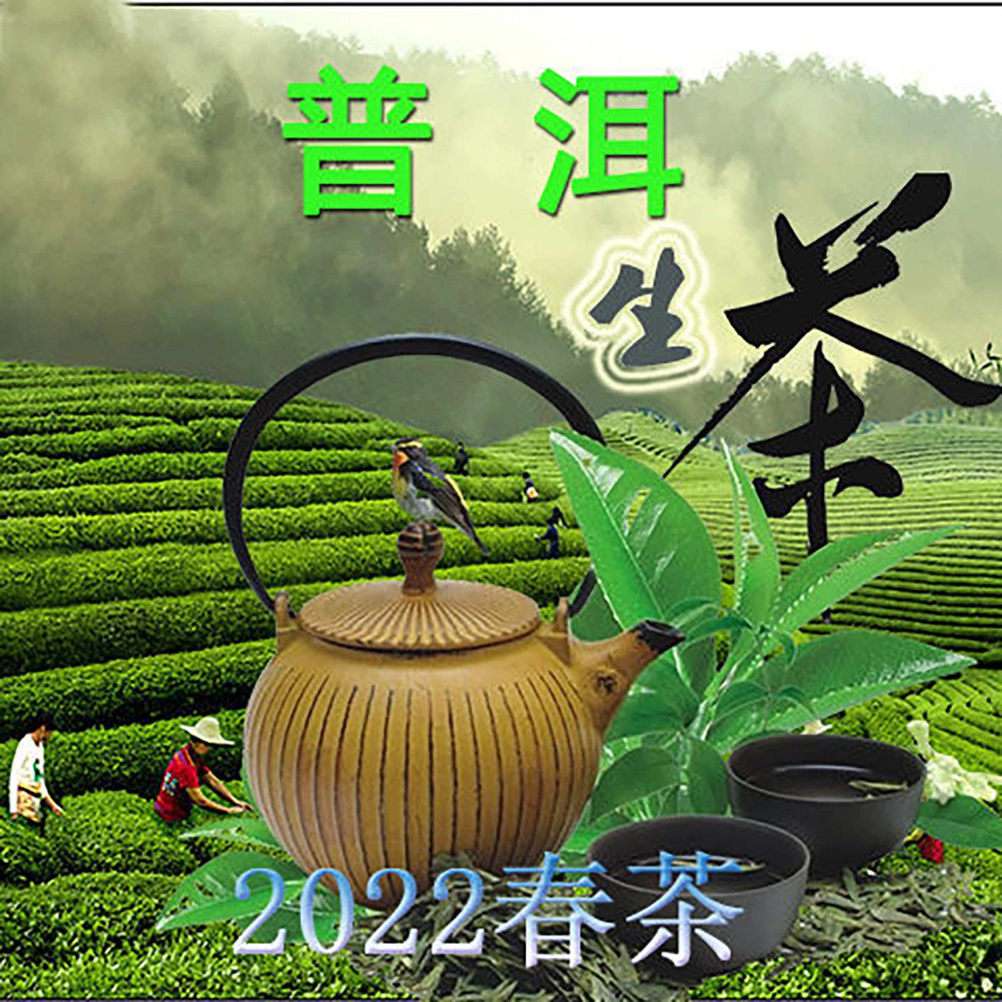 茶农直销2022年普洱茶区景迈山普洱茶生普毛料大树散茶500克/包图3