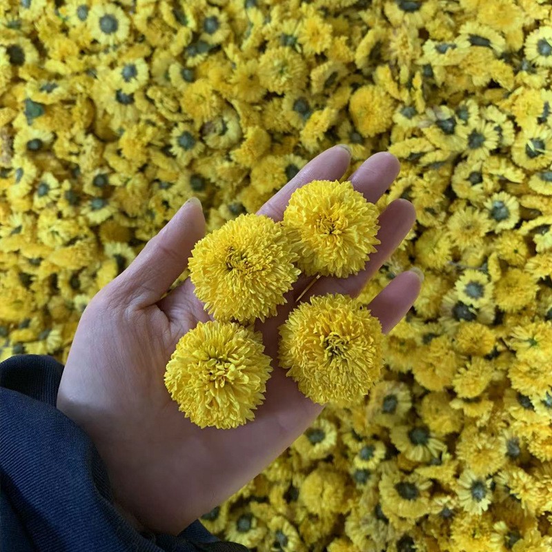 新婺源散装批发皇菊菊花菊花茶黄菊桃菊球菊乒乓球菊一朵一批大货图4