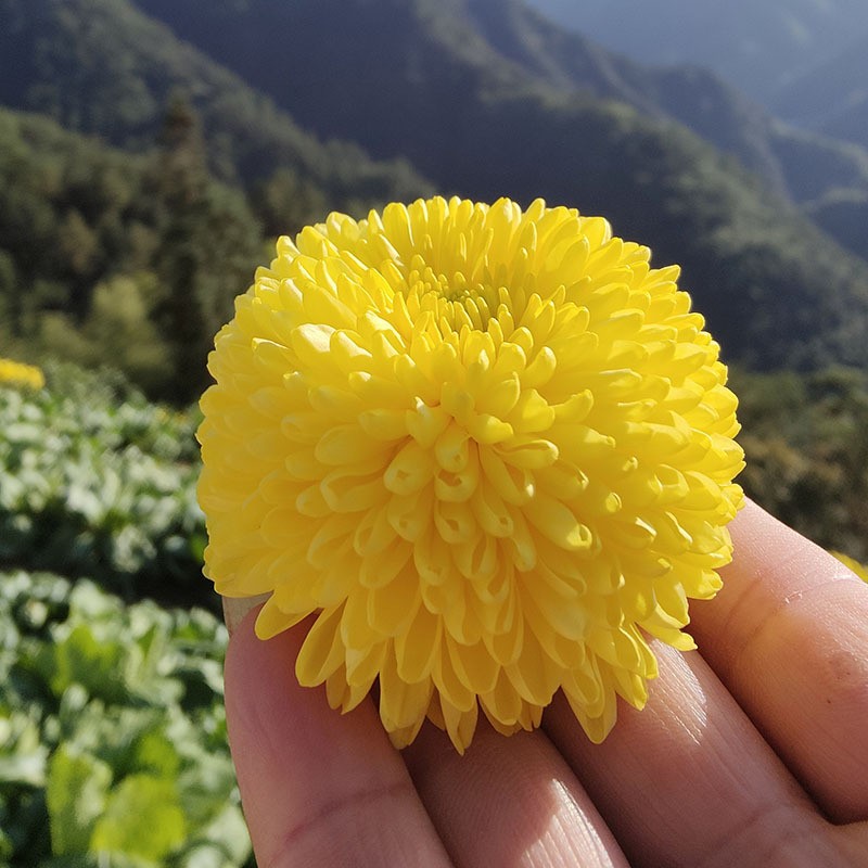 2022新花婺源黄菊散装 徽州皇菊 大朵菊花 菊花茶一朵一杯礼盒装图3