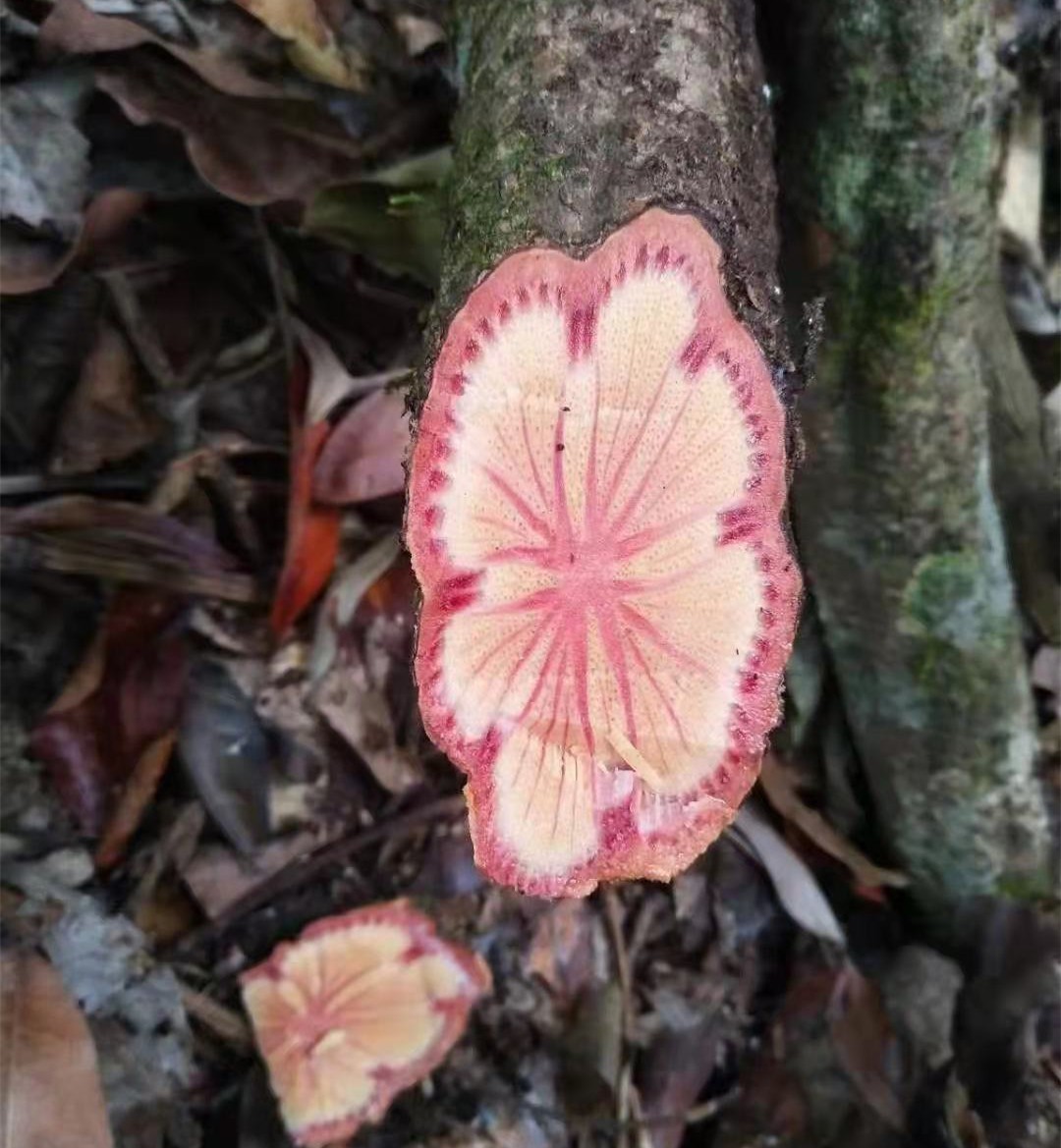 广西红藤 脑血通片 大血藤 血藤 红皮藤 红藤片 当季干货大量批发