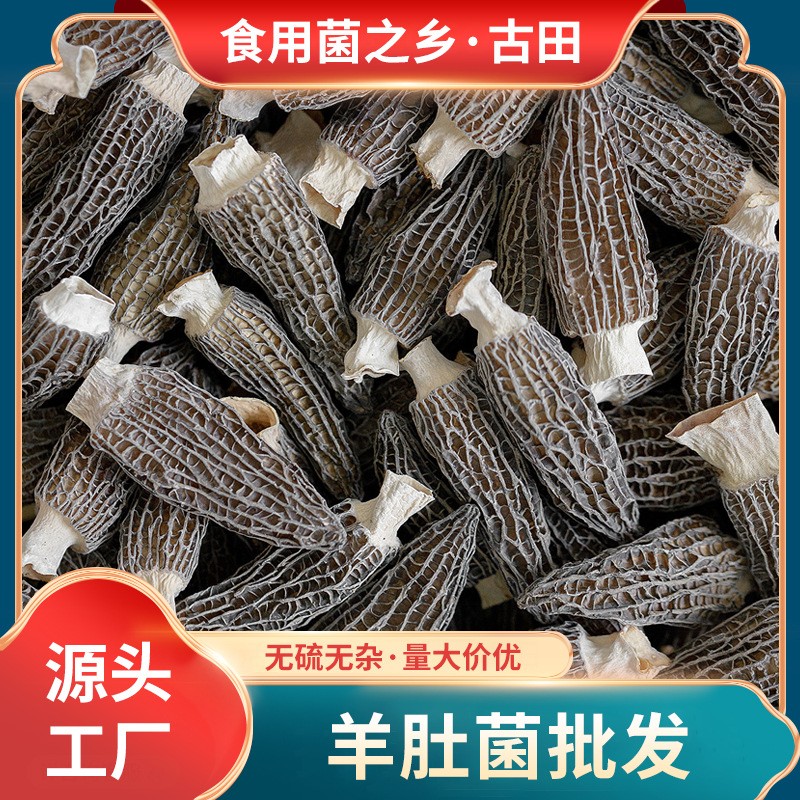 古田羊肚菌散装500g现货剪柄羊肚菌干货食用菌编笠菌羊肚蘑批发图2