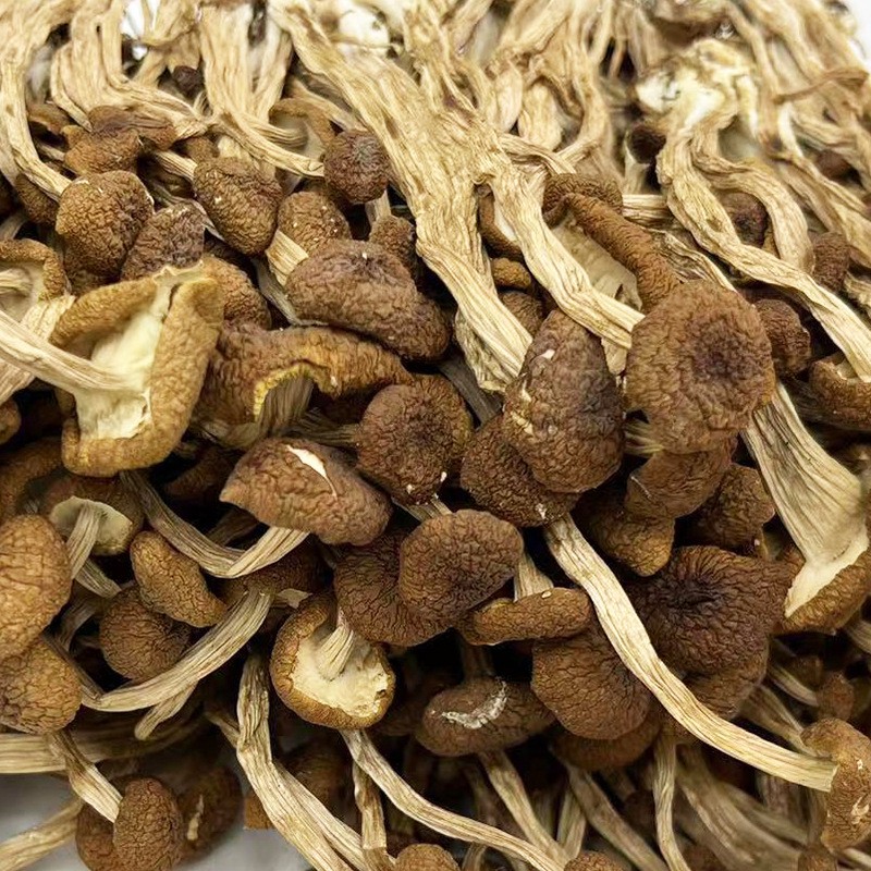 古田特产茶树菇500g土杨树菇不开伞茶薪菇食用菌干货柳松菇批发图4
