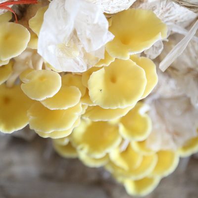 榆黄菇食用菌 菌袋6斤两头出菇家庭种植蘑菇菌包榆黄菇菌棒