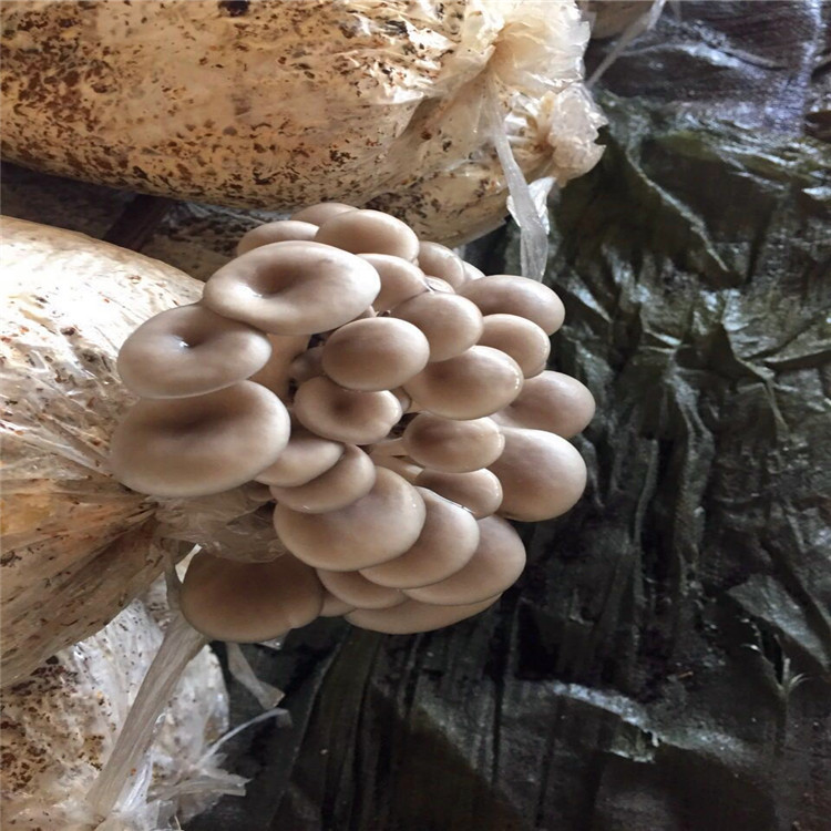 加工定做高质量平菇金针菇猴头菇菌袋厂家批发销售菌棒