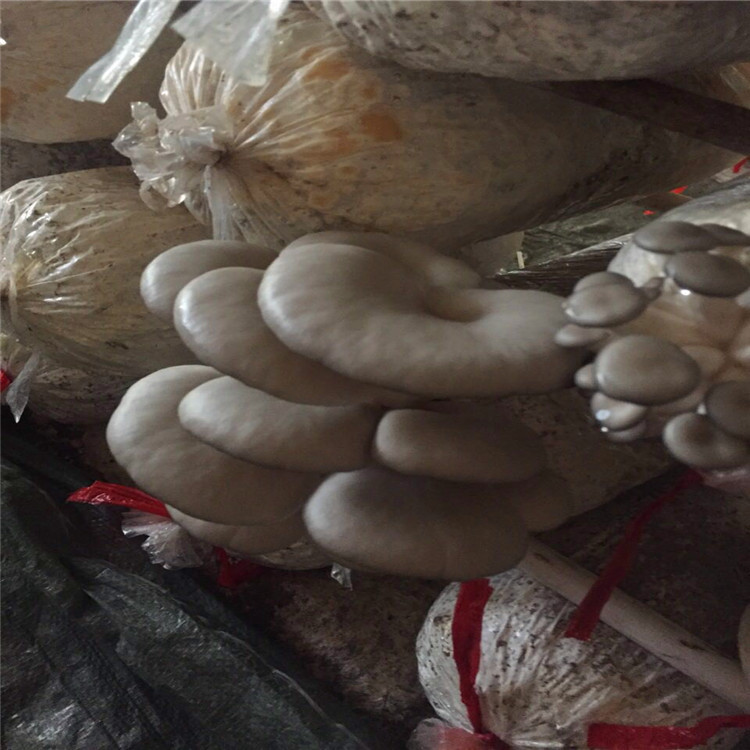 加工定做高质量平菇金针菇猴头菇菌袋厂家批发销售菌棒