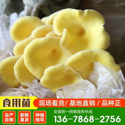 6斤榆黄菇大量现货批发 鸡油黄菌菇榆黄菇菌菇菌棒量大从优榆黄菇