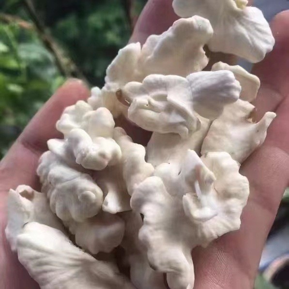 鲜核桃5斤包邮送夹子大凉山高山人工去青皮老树鲜核桃图1