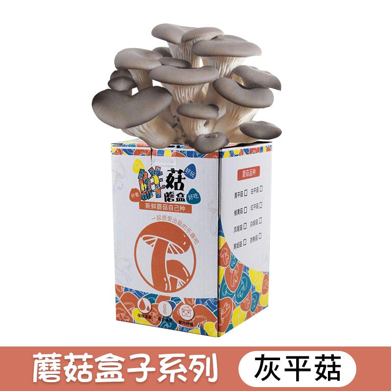 蘑菇盒子种植包可食用平菇菌包儿童自己种蘑菇幼儿园DIY礼品摆摊图5