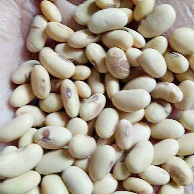 黄豆 脱壳豆子 五谷杂粮大量批发 现磨豆浆豆腐原材料厂家直供图4