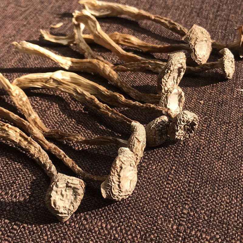 鹿茸菇定制加工云南特产菌菇干货一件代发有质检报告鹿茸菇滑滑菇图4