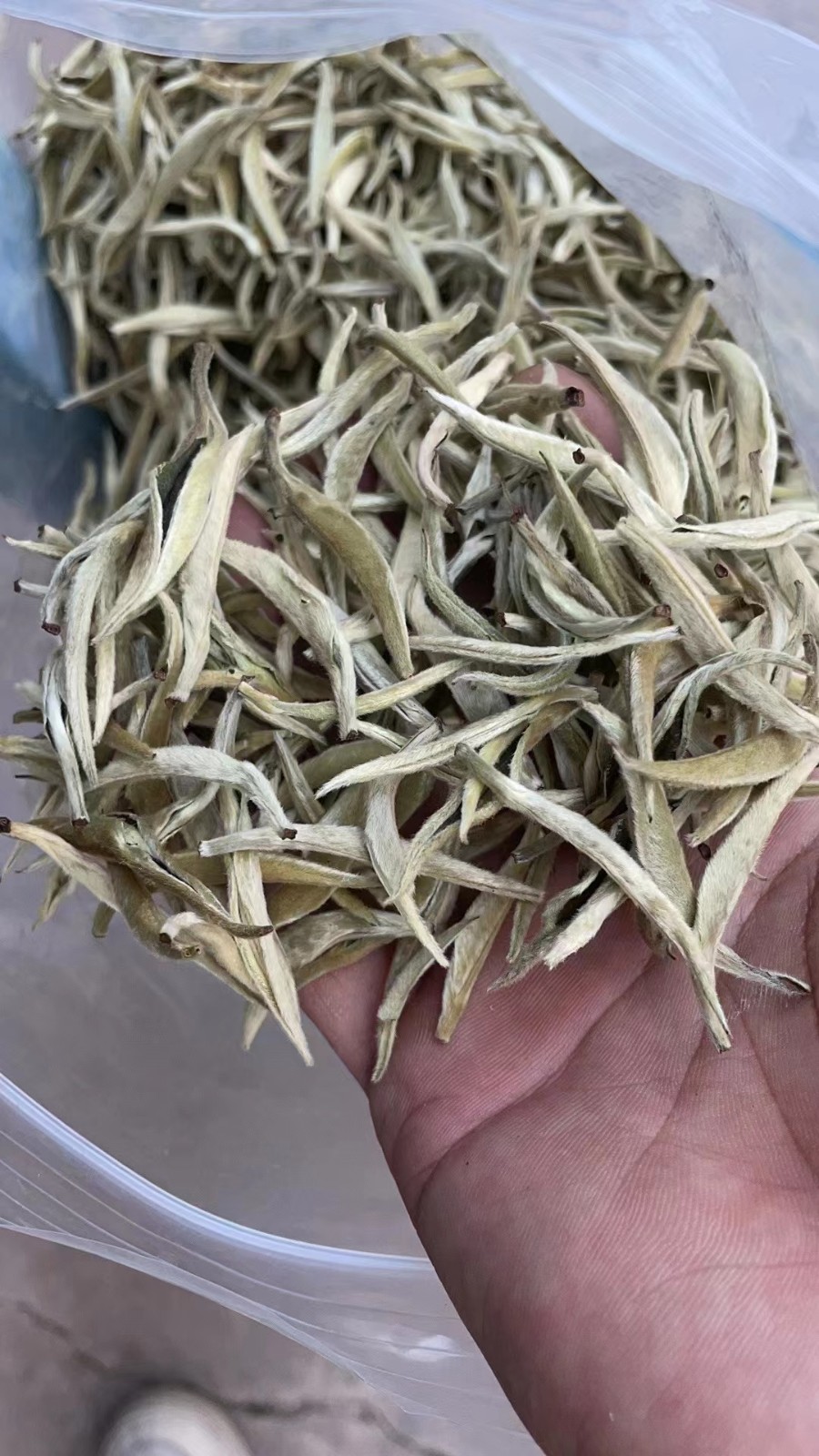 2022云南古树明前大白茶 白毫银针新茶春茶 景谷大白芽单芽月光白图2