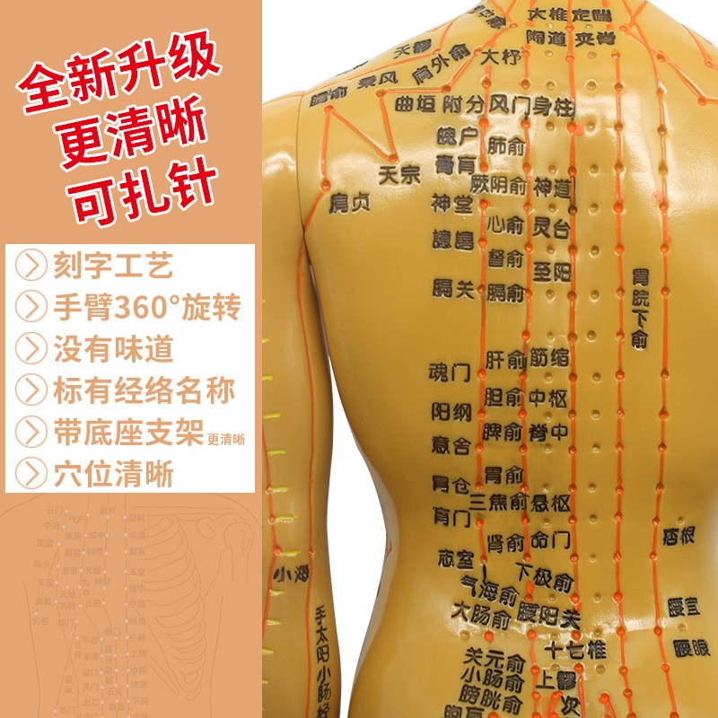 愿君康男女人体经络穴位模型清晰刻字可扎针中医针灸教学图2