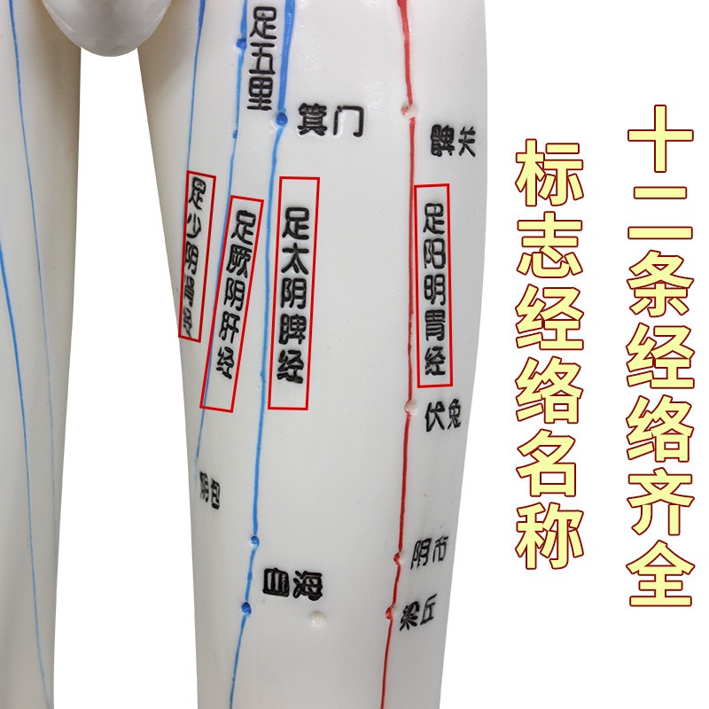 愿君康男女人体经络穴位模型清晰刻字可扎针中医针灸教学图4