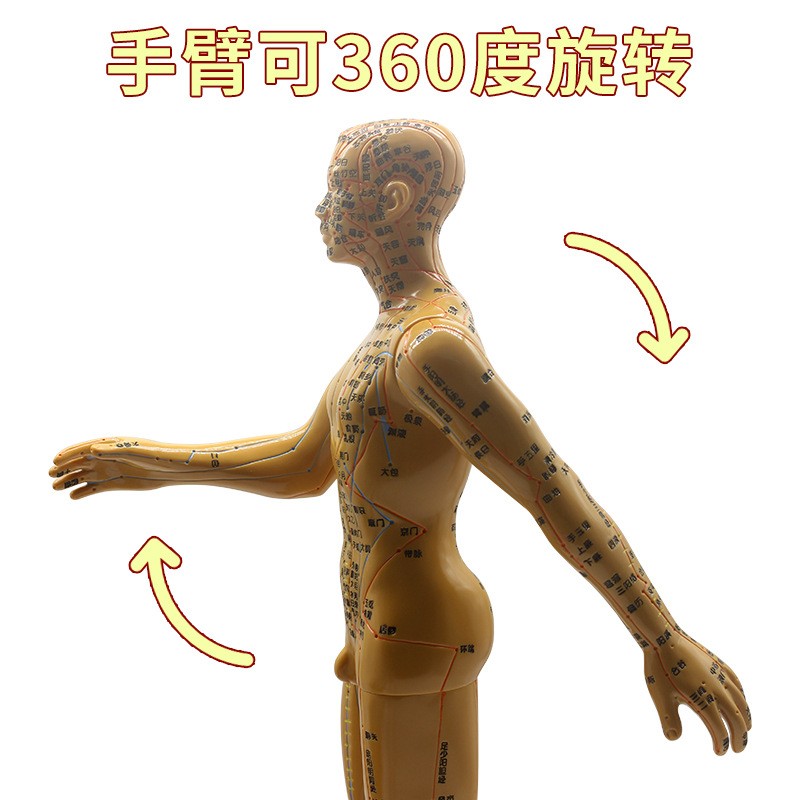 愿君康男女人体经络穴位模型清晰刻字可扎针中医针灸教学图3