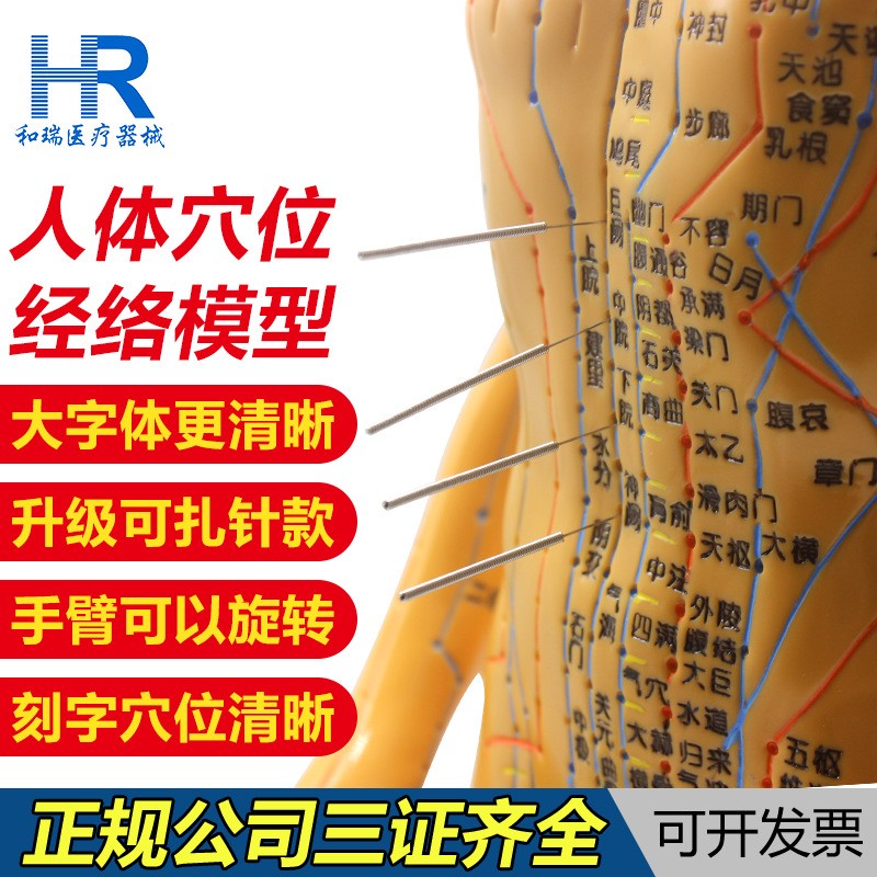 愿君康男女人体经络穴位模型清晰刻字可扎针中医针灸教学