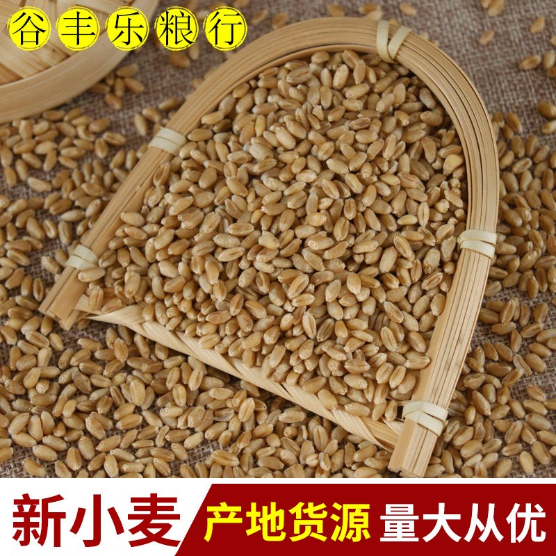 产地货源批发当季新小麦 酿酒饲料原料 袋装50斤脱皮小麦粒