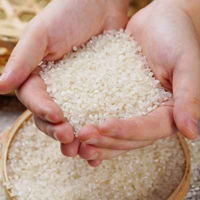 一级海安香米 口感软糯气味清香大米 厂家供应量大从优