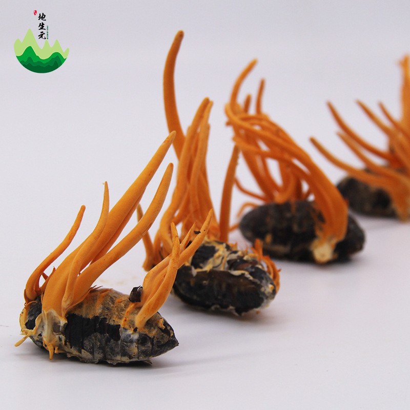 东北特产蛹虫草产地批发蛹虫体虫草花带虫体蛹体草量大价优代发图3