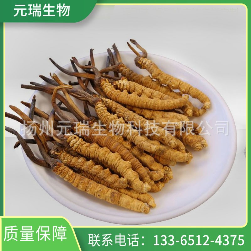 元瑞虫草菌粉提取物 棕黄色虫草菌粉 厂家供应25kg/桶虫草多糖图1