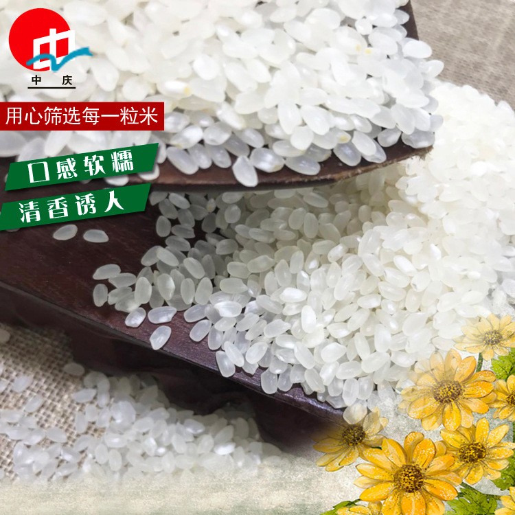 普通大米 厂家供应 农家自产 产品清甜爽口稻米