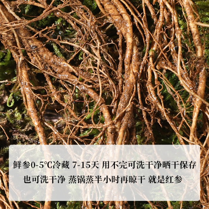 带土鲜人参 吉林长白山林下参 新鲜林下山参林下移山参现挖 人参图3