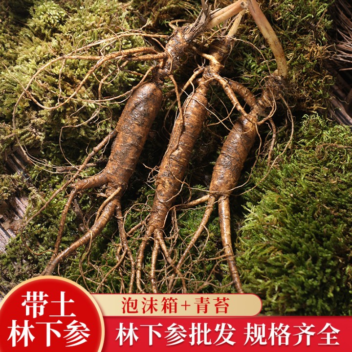 带土鲜人参 吉林长白山林下参 新鲜林下山参林下移山参现挖 人参图1
