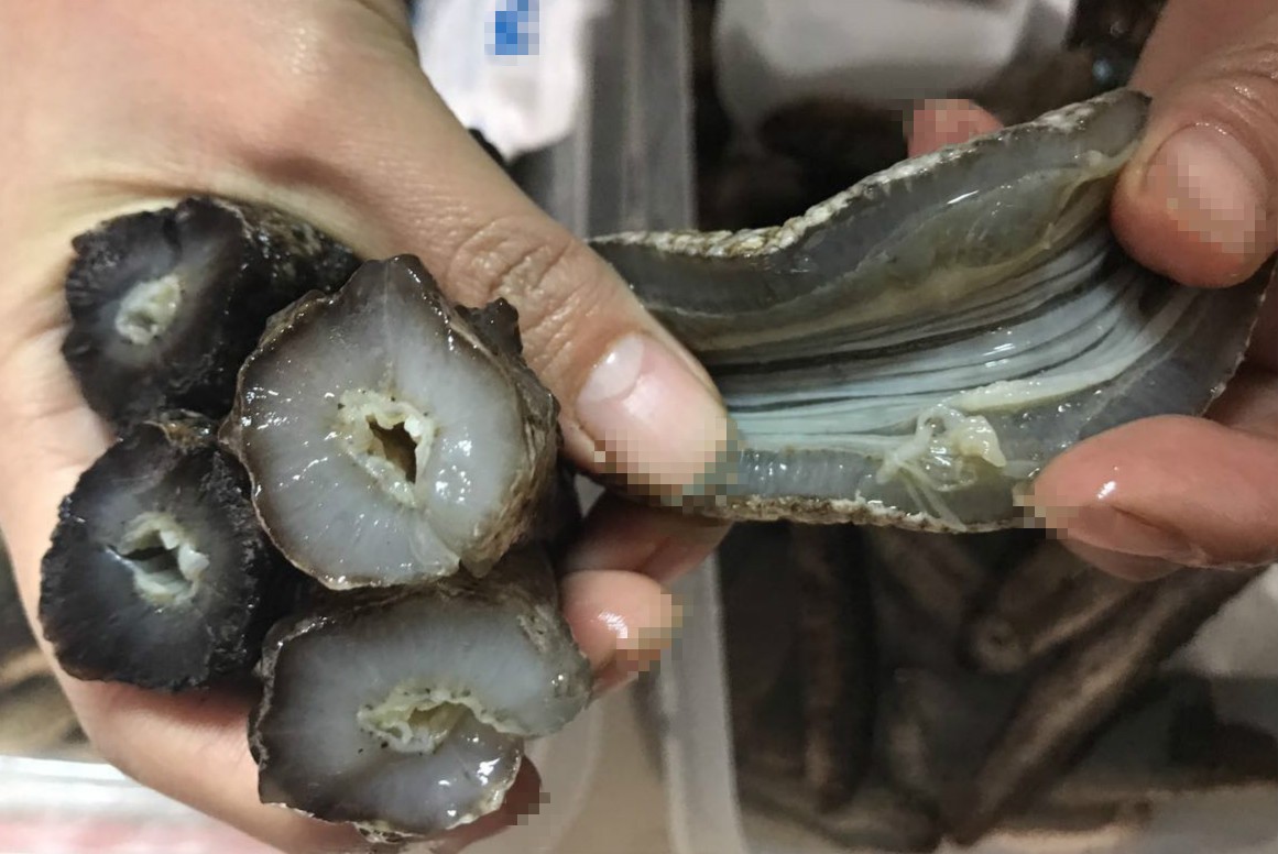 海参干货白条米刺原货白条原货珍珠米刺土耳其海参纯白条白米图3