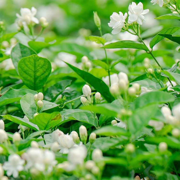 周顺来 横县茉莉花 花干散装 花草茶 茉莉花瓣 厂家 批发图1