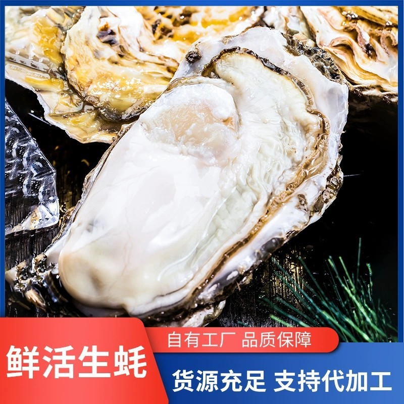 参龙门5斤新鲜生蚝产地批发牡蛎山东海鲜水产鲜活生蚝大量批发图5