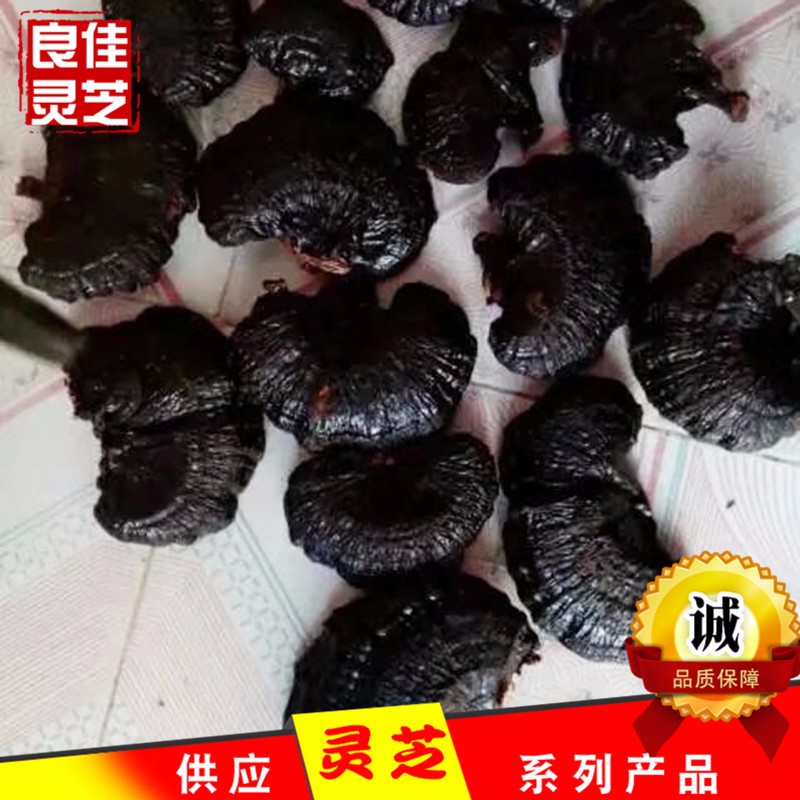 江北灵芝之乡无柄黑灵芝原产地黒芝个切片现货批发图1