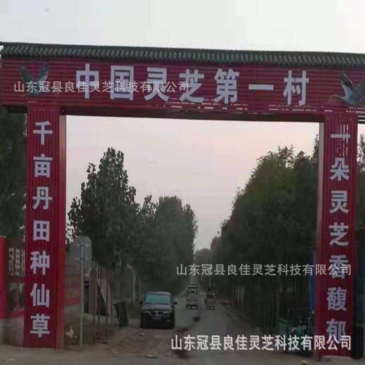 山东冠县灵芝之乡产地直供小黑灵 长柄黑灵芝图3