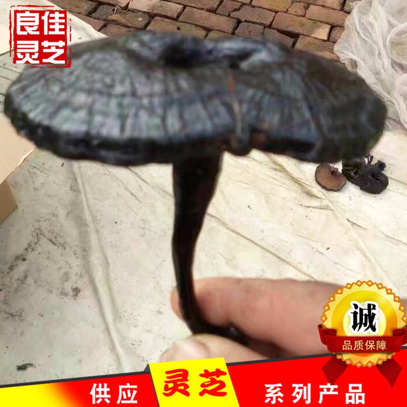山东冠县灵芝之乡产地直供小黑灵 长柄黑灵芝图5