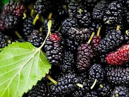 维生素C是蓝莓的4倍，被誉为“21世纪最佳保健水果”，现在吃正好